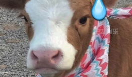 驴系青年娱乐吃瓜酱